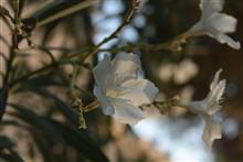 Flower photograph