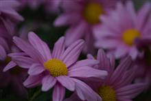 Flower photograph