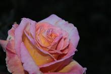 Flower photograph