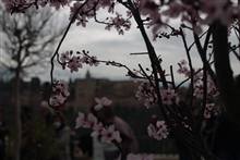 Flower photograph