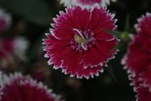 Flower photograph