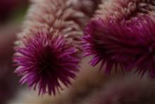 Flower photograph